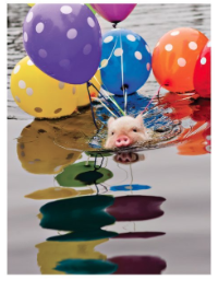 Pig Balloons - Palm Press