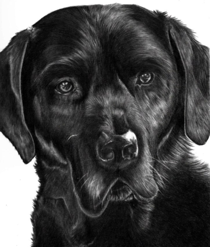 Zeichnung von deinem Haustier nach Fotovorlage Din A3 8