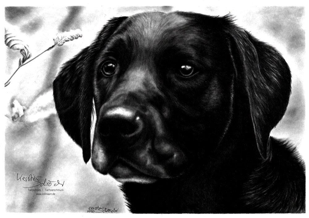 Zeichnung von deinem Haustier nach Fotovorlage Din A3 9