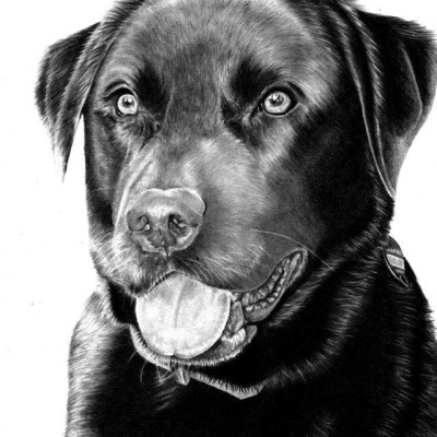 Zeichnung von deinem Haustier nach Fotovorlage Din A3 - Tierportrait