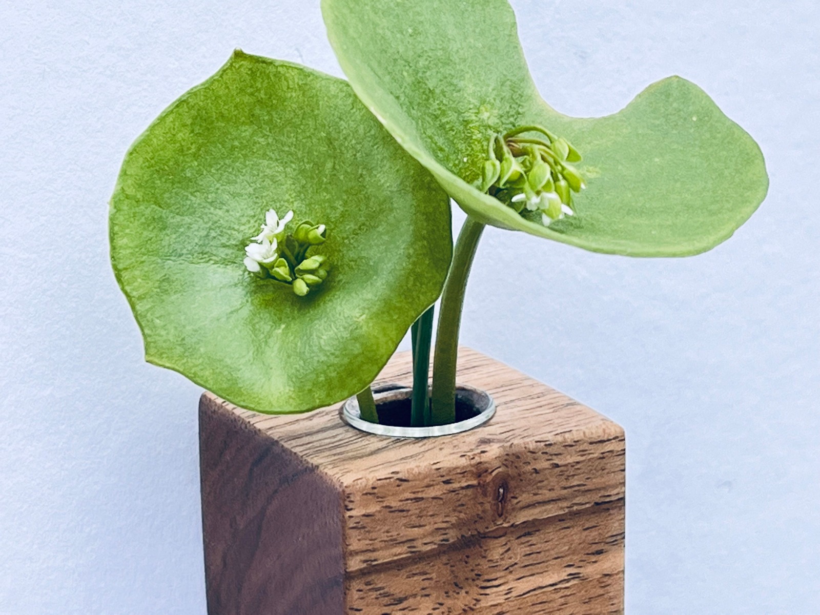 kleine Wandvase für frische oder Trockenblumen, Vermehrungsstation für die Wand, Geschenk für