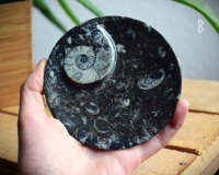 Schmuckschalen aus fossilem Gestein 3