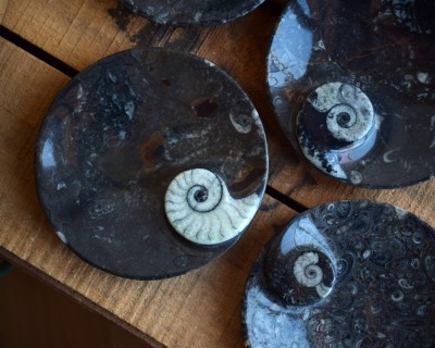 Ammonit und Orthoceras Schalen - Schmuckschalen aus fossilem Gestein