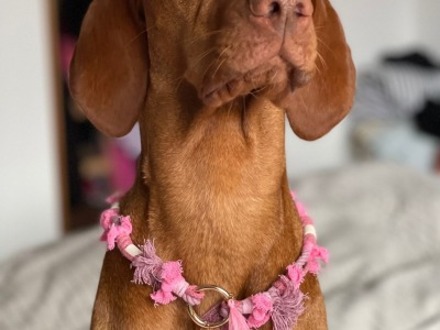EM-Keramik Halsband Sweetpastell Hundehalsband Markenhalsband pastell pink