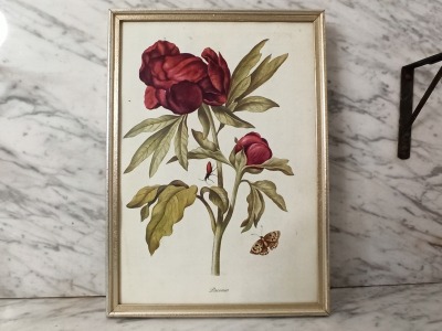 gerahmter Druck - Vintage Bild Pfingstrose - Blumenbild nach Kupferstich von Maria Sibylla Merian