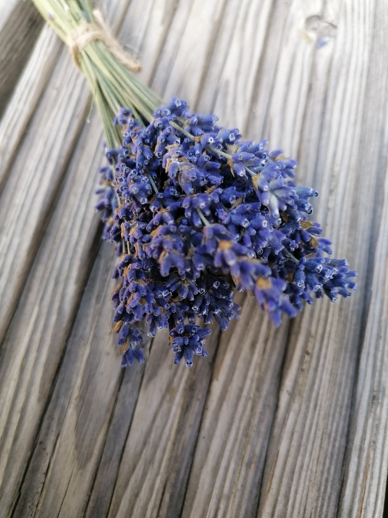 Trockenblumen Lavendelstrauß 2