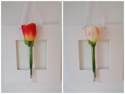 Passepartout mit Vase und roter Tulpe - Passepartout mit Vase und roter Tulpe