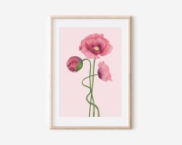 Poster Mohn