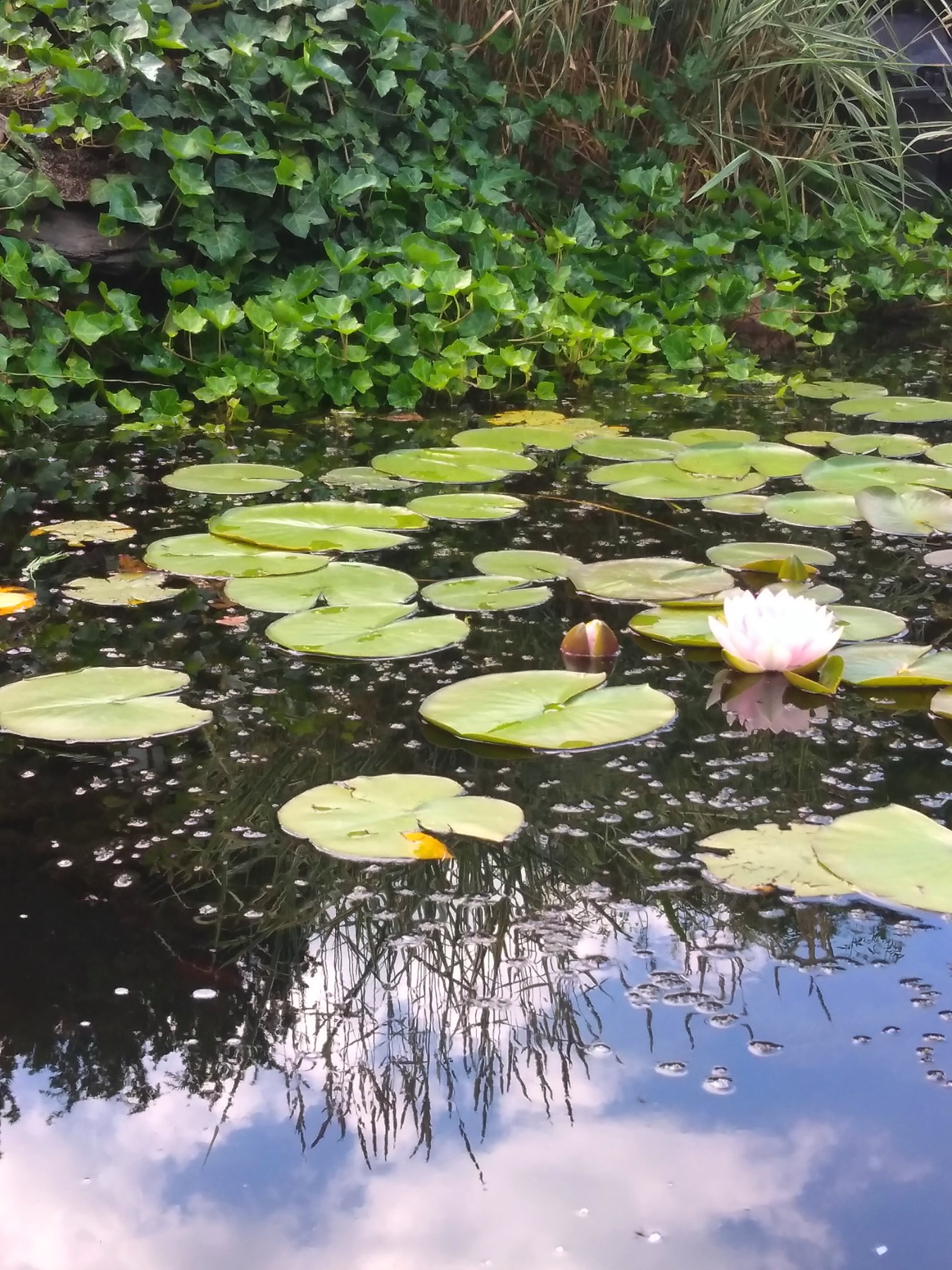 Besonders fasziniert mich die Erhabenheit der Seerose mit den länglichen Blütenblättern, die