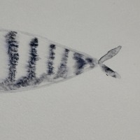 Striped Fish 3