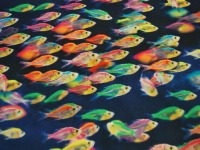 Softshell - Neon Fish - Strahlende Fische auf Dunkelblau - 0.5 Meter