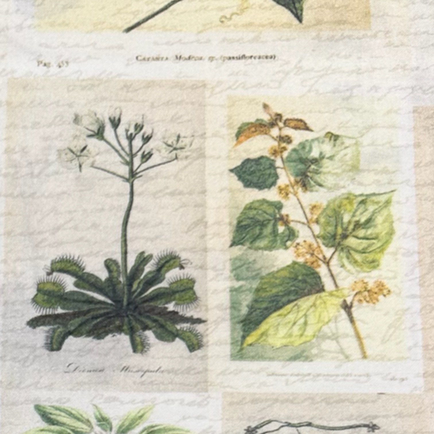 Baumwollstoff HERBARIUM Pflanzensammlung 12