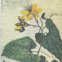 Baumwollstoff HERBARIUM Pflanzensammlung 5