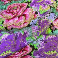 Kaffe Fassett Classics Brassica - Purple BAUMWOLLE 3