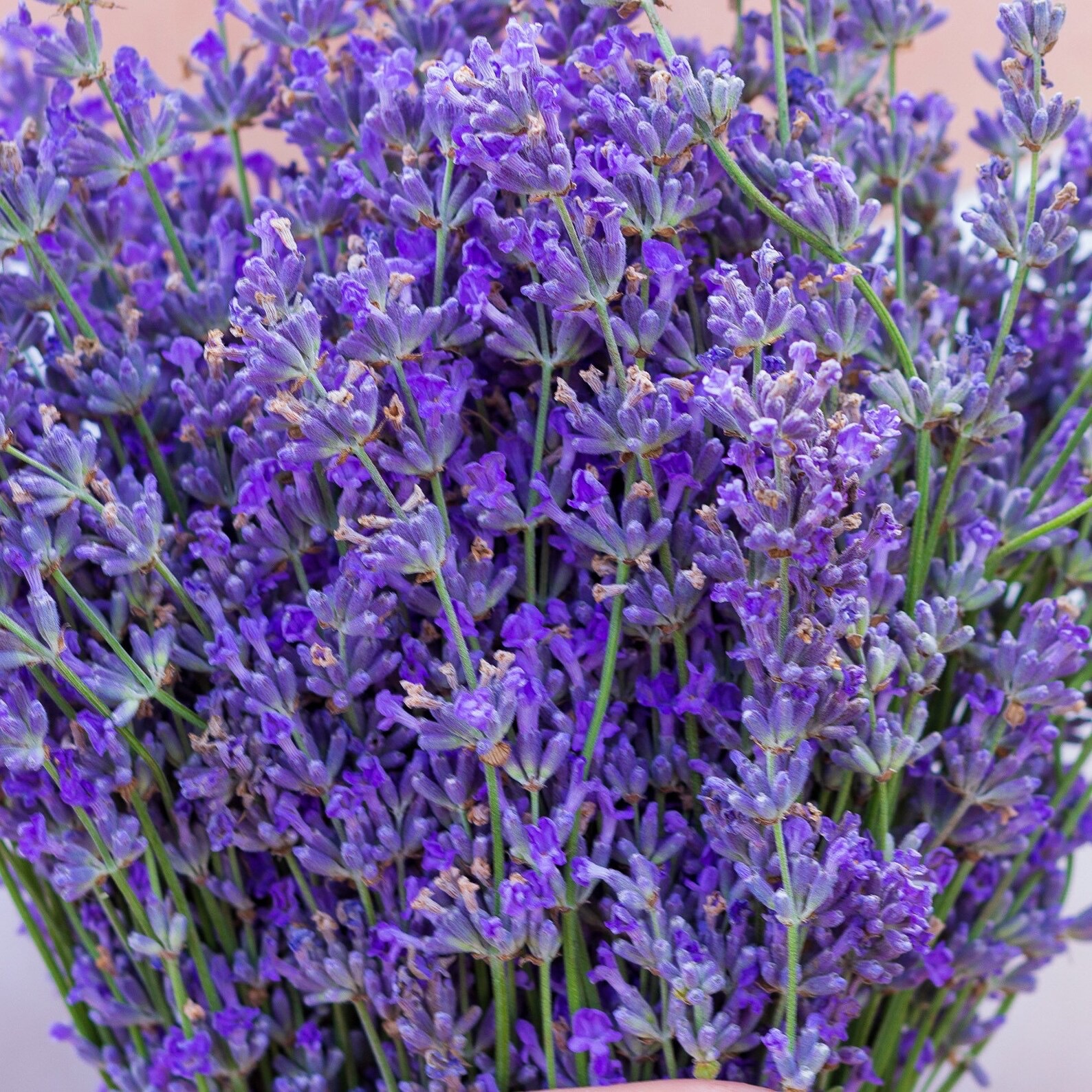 Duftkissen Lavendel 4