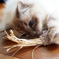 Katzenspielzeug Spielmaus mit Naturbast