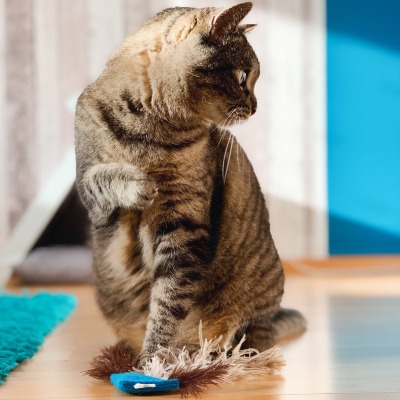 Baldrian Funnel - Filz-Katzenspielzeug mit Straußenfedern