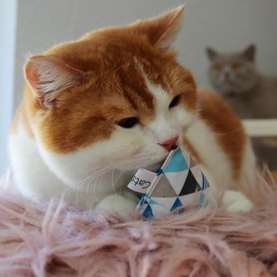 Matatabi Silvervine Catpy - Spielkissen Pyramide für Katzen