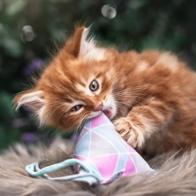 Baldrian Catpy mit Bändchen - Spielkissen Pyramide für Katzen