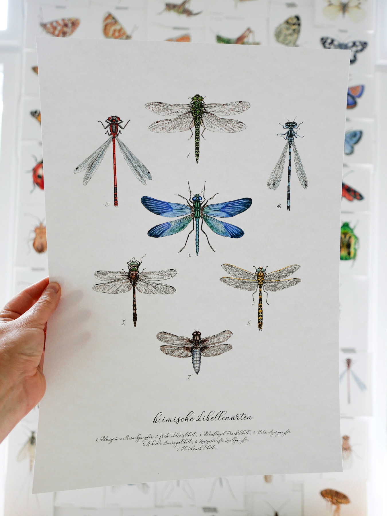 Libellenarten, Libellen gezeichnet, Libellenposter, Libellenarten Poster, Fine Art Print, Giclée
