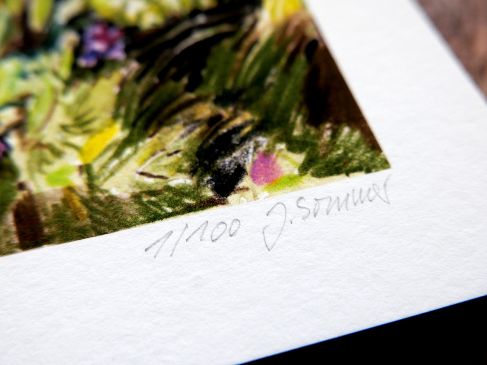 Fine Art Print Wald-Veilchen Giclée Print, Kunstdruck, Zeichnung, Botanische Zeichnung, signiert,