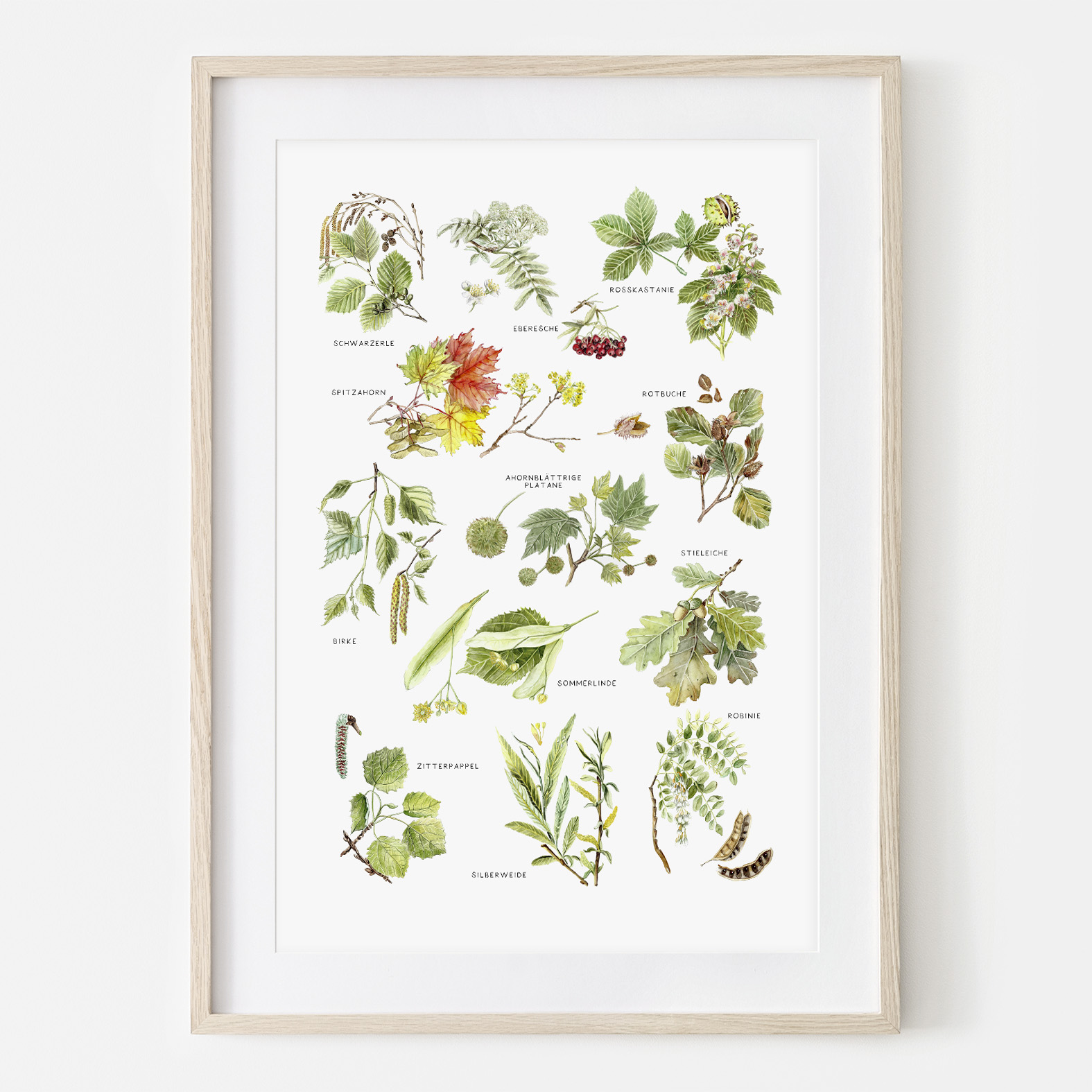 Blätter von Laubbäumen, Fine Art Print, Giclée Print, Poster, Kunstdruck, Pflanzen Zeichnung