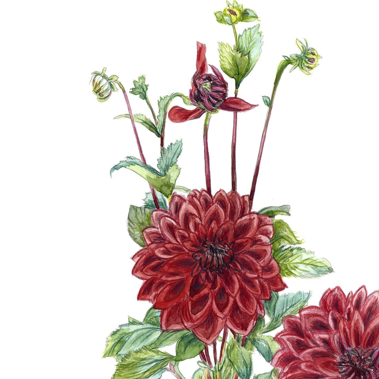 rote Dahlie aus meinem Garten Fine Art Print Giclée Print Poster Kunstdruck Pflanzen Zeichnung