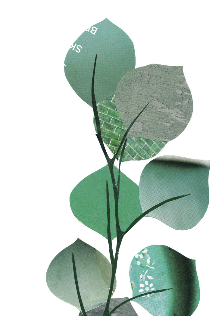 Eukalyptus Collage Poster Kunstdruck DIN A3 Pflanzenposter 2
