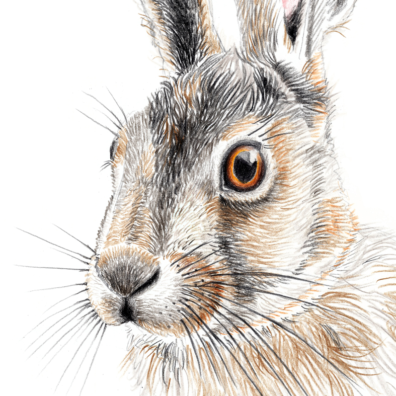 Zeichnung Hase Poster Kunstdruck A4 | Online Shop | janinesommer