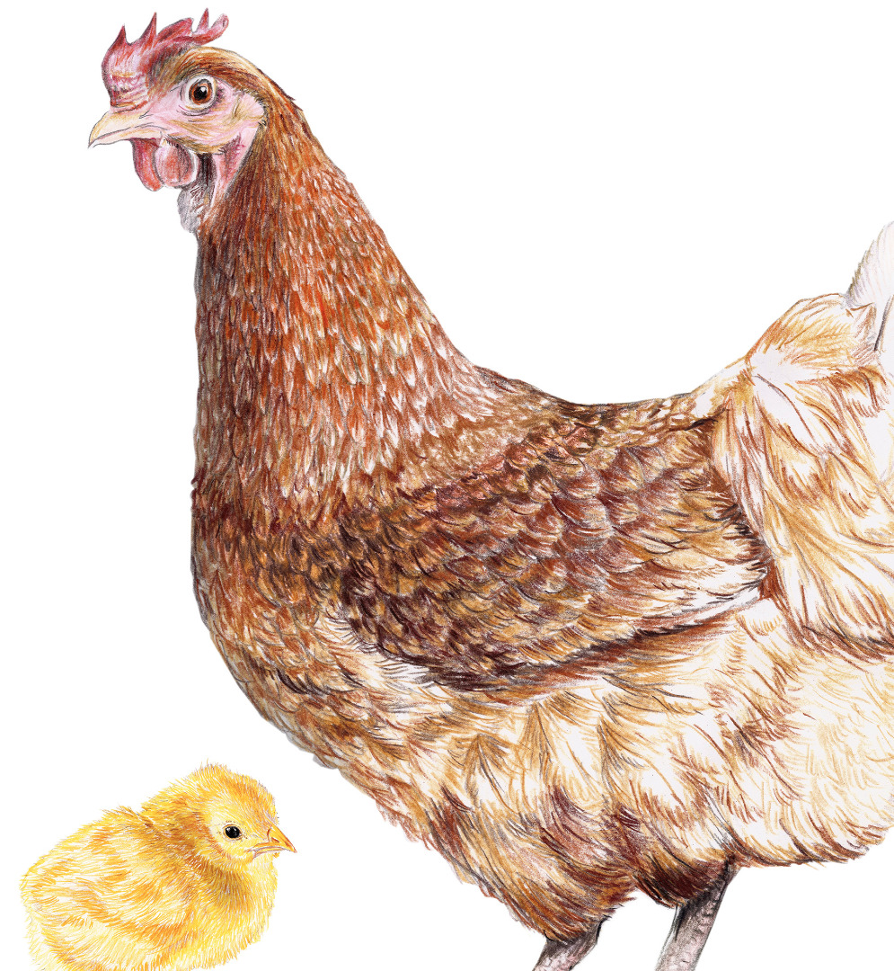 braunes Huhn mit Küken Poster Kunstdruck 2