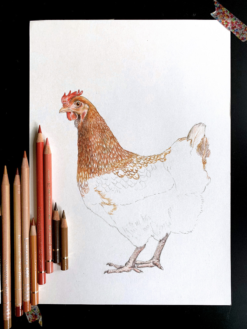 braunes Huhn mit Küken, Poster Kunstdruck 3