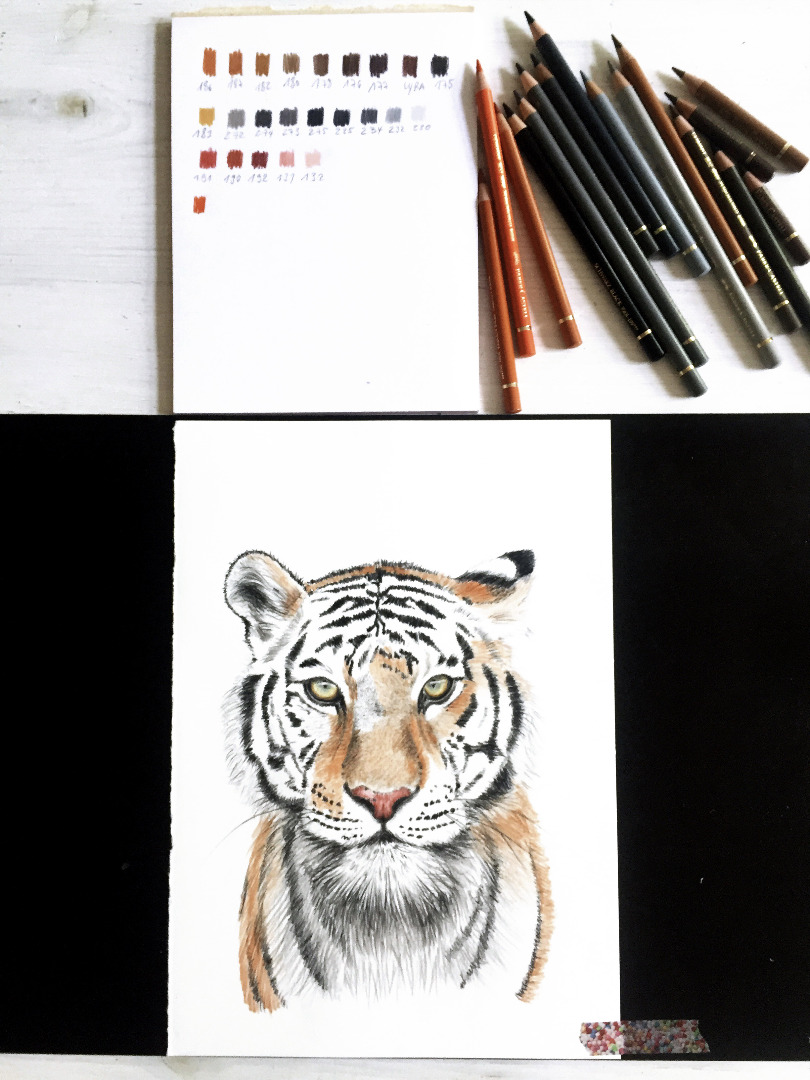 Tiger, Fine Art Print, Giclée Print, Poster, Kunstdruck, Tier Zeichnung 2