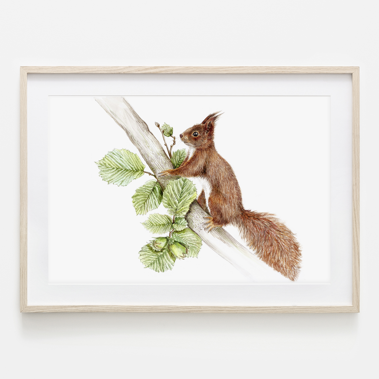 Eichhörnchen im Nussbaum, Fine Art Print, Giclée Print, Poster, Kunstdruck, Tier Zeichnung