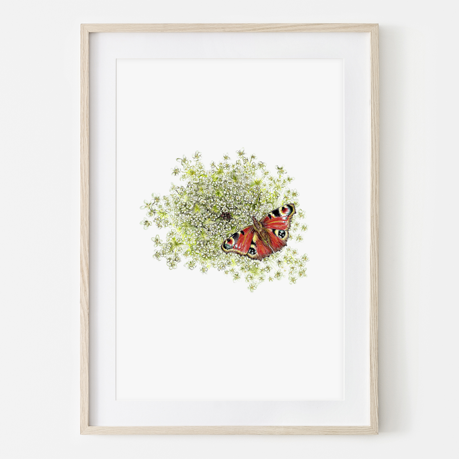 Wilde Möhre mit Schmetterling, Fine Art Print, Giclée Print, Poster, Kunstdruck, Pflanzen Zeichnun