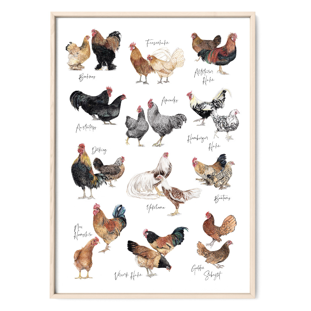 12 Hühnerarten Hühnerposter Fine Art Print Giclée Print Poster Kunstdruck