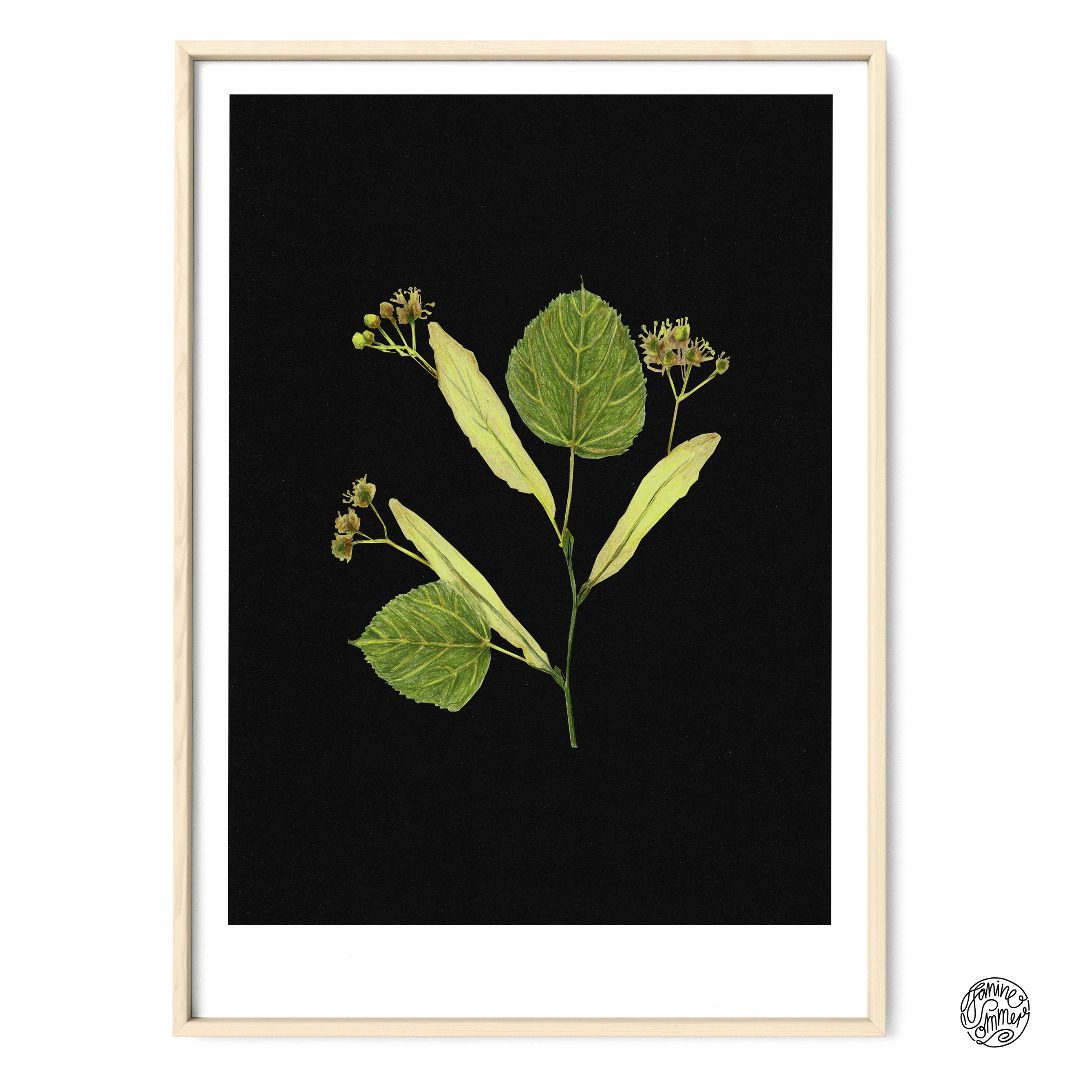 Linde auf Schwarz Poster Kunstdruck Pflanzen Zeichnung