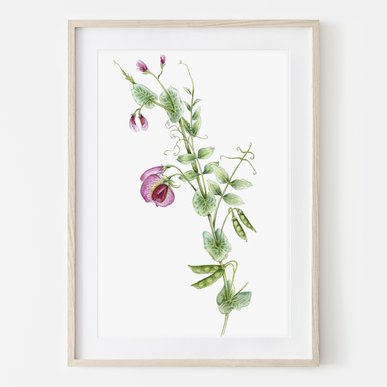 Erbsenblüte, Fine Art Print, Giclée Print, Poster, Kunstdruck, Pflanzen Zeichnung