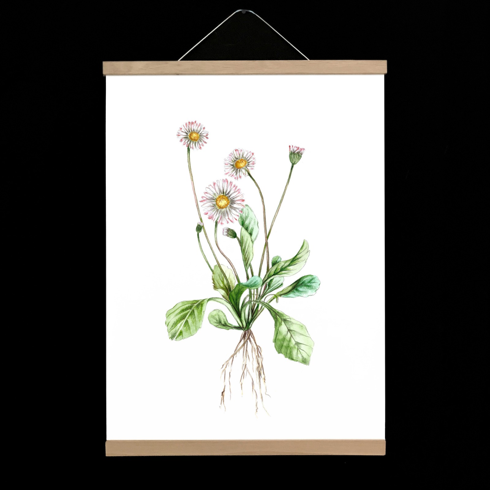 Gänseblümchen, Fine Art Print, Giclée Print, Poster, Kunstdruck, Pflanzen Zeichnung 2