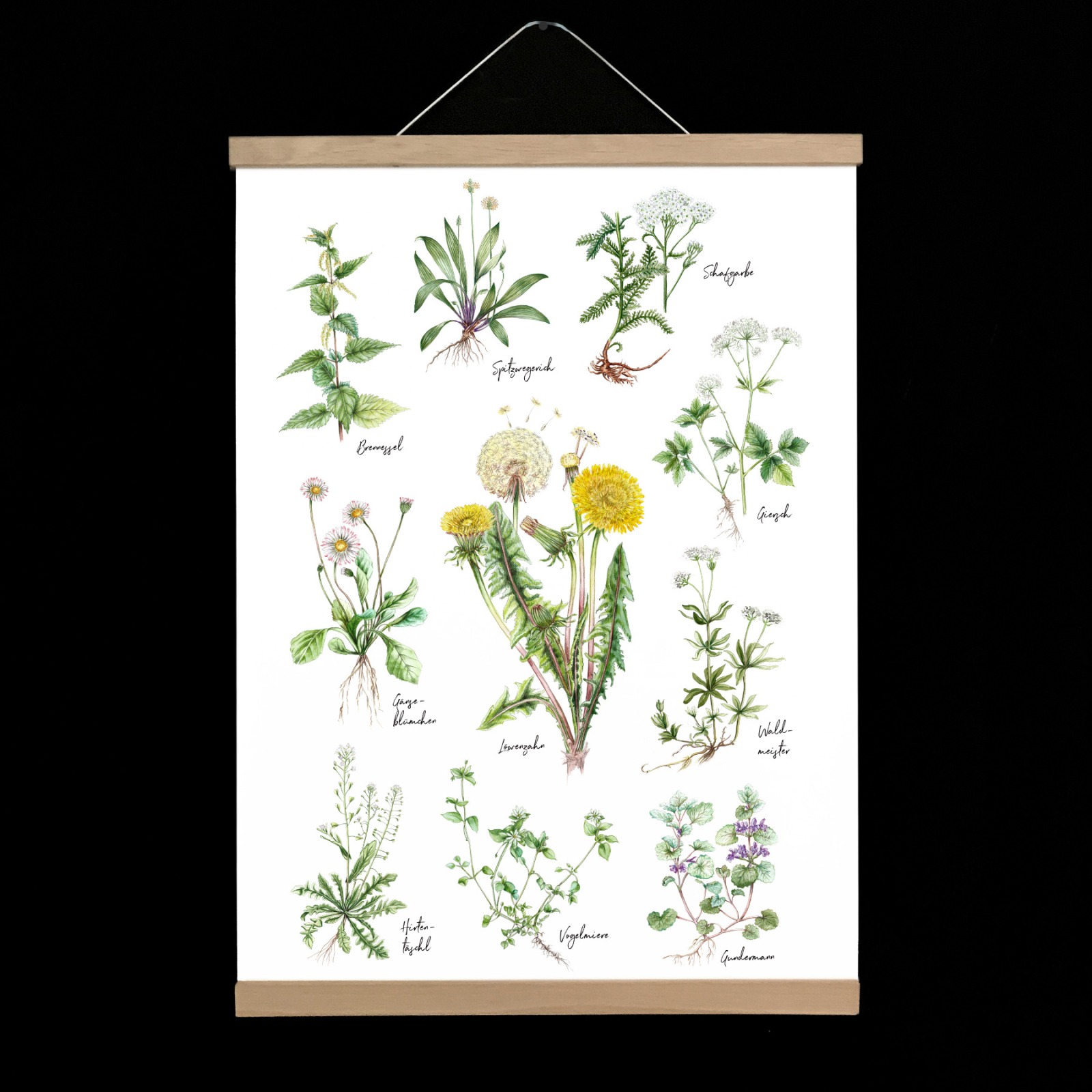 Wildkräuter, Fine Art Print, Giclée Print, Poster, Kunstdruck, Pflanzen Zeichnung 3