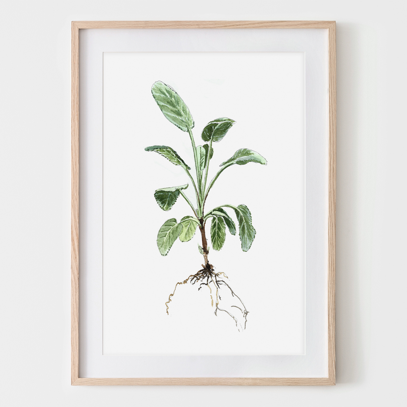 Salbei, Fine Art Print, Giclée Print, Poster, Kunstdruck, Pflanzen Zeichnung