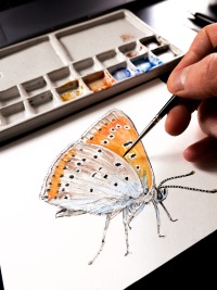Heimische Schmetterlingsarten, Fine Art Giclée Print, Original in Aquarell, traditionell von Hand