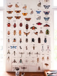 Schillerfalter, Fine Art Print, Giclée Print, Poster, Kunstdruck, Pflanzen Zeichnung Schmetterling