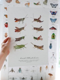 Feldheuschrecken und Grashüpferarten, Grashüpfer gezeichnet, Grashüpferposter, Poster, Fine Art