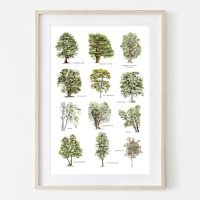 Laubbäume, Fine Art Print, Giclée Print, Poster, Kunstdruck, Pflanzen Zeichnung