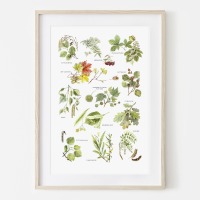 Blätter von Laubbäumen, Fine Art Print, Giclée Print, Poster, Kunstdruck, Pflanzen Zeichnung