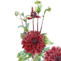 rote Dahlie aus meinem Garten, Fine Art Print, Giclée Print, Poster, Kunstdruck, Pflanzen