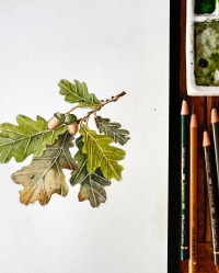 Blätter von Laubbäumen, Fine Art Print, Giclée Print, Poster, Kunstdruck, Pflanzen Zeichnung 3