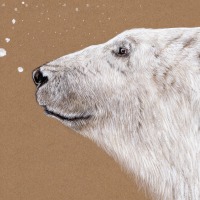Polarbär, Eisbär, Fine Art Print, Giclée Print, Poster, Kunstdruck, Tier Zeichnung 4