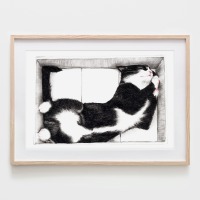 Katze im Karton, Fine Art Print, Giclée Print, Poster, Kunstdruck, Tier Zeichnung