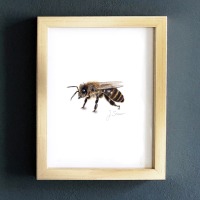 Honigbiene Seitenansicht, Fine Art Print, Giclée Print, Poster, Kunstdruck, Zeichnung, DIN A5 2